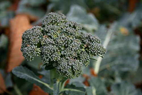 Gaea's Blessing Seeds - Broccoli Seeds - Waltham 29 - Non-GMO with Easy to Follow Instructions Open Pollinated, 94% Germination Rate - Image 2