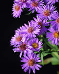 Perennial Farm Aster D. 'Wood's Purple' – Live Perennial in #1 Container, Pale Violet Daisy-Like Blooms, Compact & Hardy, Pollinator Friendly, Long Blooming, Great for Borders & Fall Gardens by PerennialFarmMarketplace