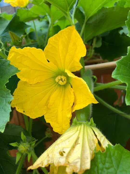 Fuzzy Hair Melon Seeds - 60+ Count - for 2026 Planting Wax Gourd Fuzzy Hair Hairy Squash Chi Qua Mo Gwa Mokwa Winter Ash Asian Vegetable Grow Your Own Home Farm Patio Healthy - Image 4