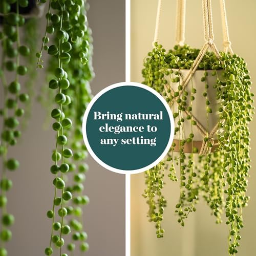 Shop Succulents String of Pearls Succulent Live Plant in 2" Nursery Pot, Easy Care Trailing Houseplant for Indoor Décor, Desk, Office, Windowsill, Hanging Planter - Image 4