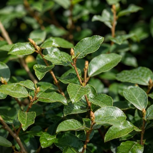 Elaeagnus Pungens I 40 Live Plants I Thorny Olive I Hardy Evergreen Shrub with Fragrant Blooms, Perfect for Hedges, Screening & Ornamental Garden Display - Image 3