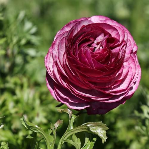 Ranunculus Picotee Mix 10 Flower Bulbs - Spring Blooms, Tecolote Buttercups - Image 3
