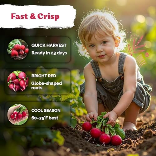 900 Cherry Belle Radish Heirloom Vegetable Seeds, Raphanus Sativus - Image 4