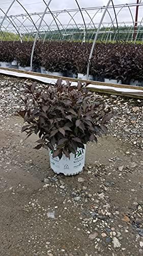 Proven Winners - Weigela Florida Spilled Wine (Weigela) Shrub, Pink Flowers, #3 - Size Container - Image 6