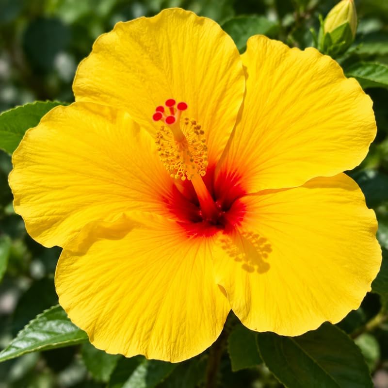 3 Hardy Hibiscus Live Plants, Flowering Shrub, Yellow Blooms, 4-7" - Image 6