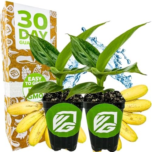 Little Prince Banana Tree (2-Pack) Live Plants by Wellspring Gardens by WellspringGardens