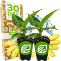 Little Prince Banana Tree (2-Pack) Live Plants by Wellspring Gardens by WellspringGardens