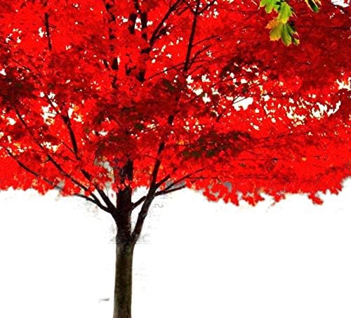 American Red Maple Shade Tree - Live Plant Shipped 2-3 Feet Tall by DAS Farms by DASFarms
