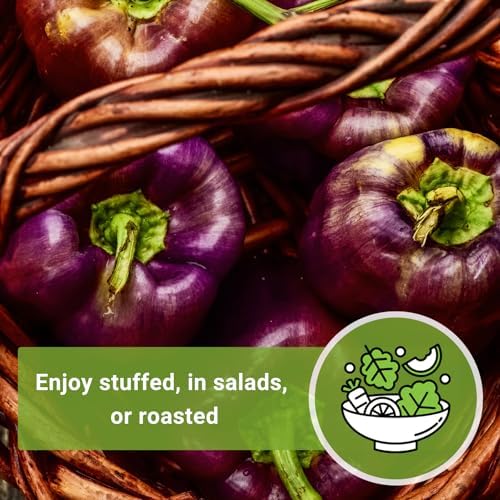 Sow Right Seeds - Purple Beauty Seed for Planting Sweet Bell Peppers 2pk - Image 5