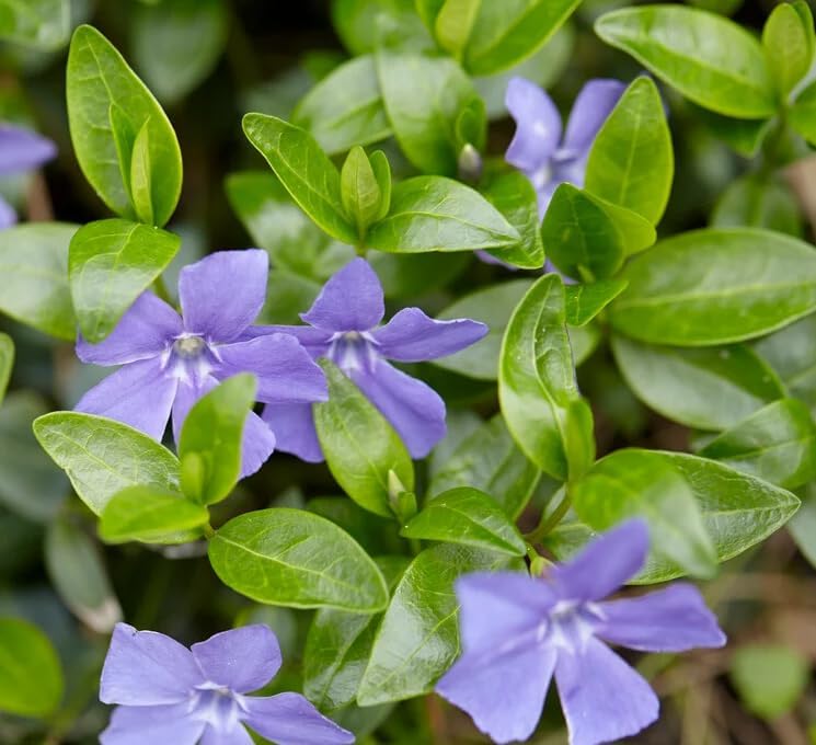 Set of 25 Creeping Myrtle Live Plants, Blue Vinca Minor Periwinkle Ground Cover, Hardy Perennial, Bare Root, No Pot - Image 5