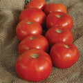 Bulk (1000) Tomato Seeds - Several Varieties Plant them or re-sell them!(1000 - Homestead Tomato Seeds) by Unknown