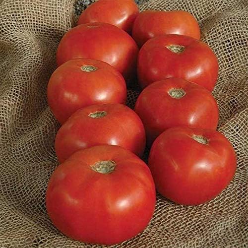 Bulk (1000) Tomato Seeds - Several Varieties Plant them or re-sell them!(1000 - Homestead Tomato Seeds) by Unknown