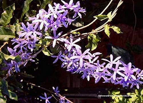 Purple Queens Wreath, a/k/a Sandpaper, Bluebird Vine, Live Plant - Image 4