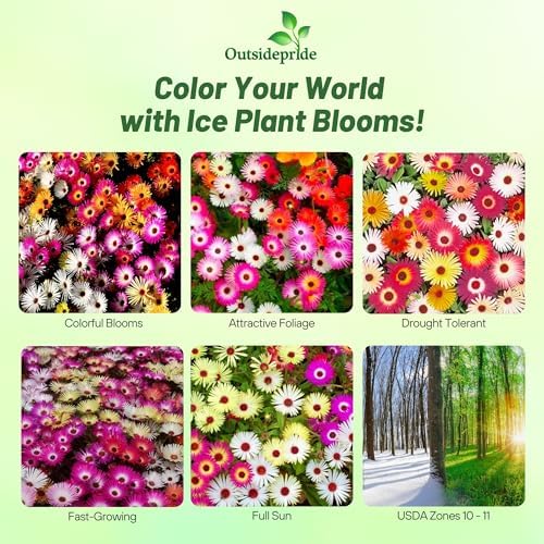 Outsidepride Mix Ice Plant Seeds - 10000 Pcs Perennial, Drought Tolerant Ground Cover Seeds for Planting Vibrant Trailing Blooms, Ideal for Sunny Gardens & Xeriscape Landscaping (Pack of 3) - Image 2