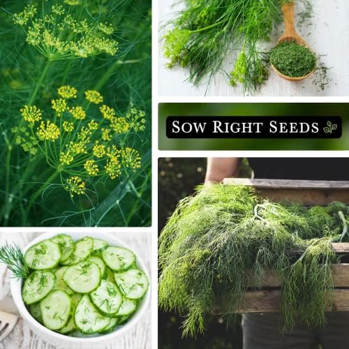 Sow Right Seeds- Bouquet Dill Seed for Planting Non-GMO Heirloom Garden 2pk - Image 4