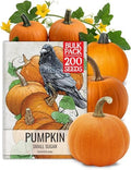 Seed Needs Small Sugar Pumpkin Seeds to Plant Vegetables - Bulk Pack by SeedNeeds