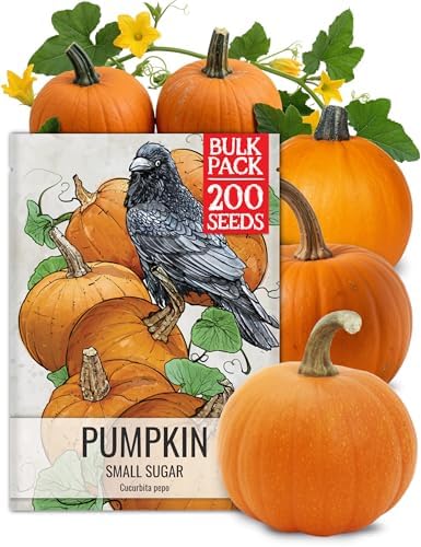 Seed Needs Small Sugar Pumpkin Seeds to Plant Vegetables - Bulk Pack by SeedNeeds