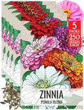 Seed Needs Pumila Zinnia Seeds to Plant Cut Flowers - 5 Packs by SeedNeeds