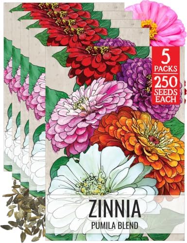 Seed Needs Pumila Zinnia Seeds to Plant Cut Flowers - 5 Packs by SeedNeeds