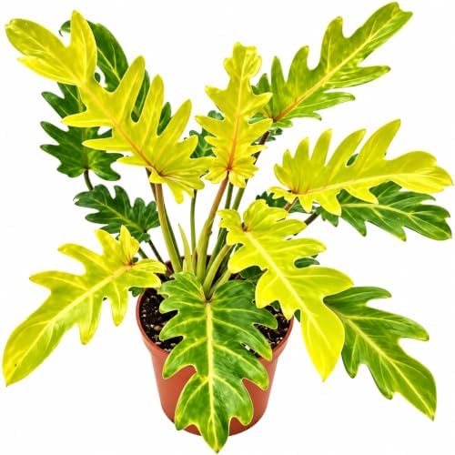 Philodendron Xanadu Golden Live Plant, 4 Inch Rare Variegated Houseplant by NYCitySucculents