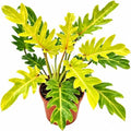 Philodendron Xanadu Golden Live Plant, 4 Inch Rare Variegated Houseplant by NYCitySucculents