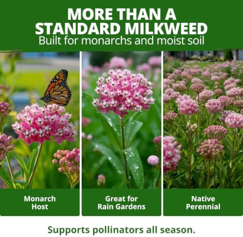 HOME GROWN Milkweed Seeds, Swamp Rose, 500 Seeds, Asclepias incarnata - Image 4