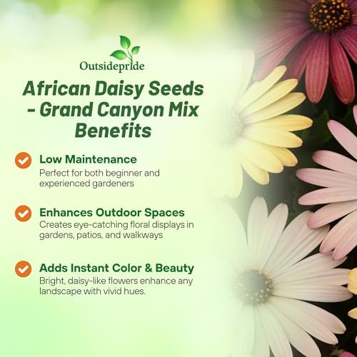 Outsidepride Grand Canyon Mix Osteospermum African Daisy Seeds - 10 Pcs. Perennial Flower Seeds for Planting Outdoors with Long-Lasting Blooms, Drought-Tolerant, Easy to Grow for Sunny Garden & Border - Image 3