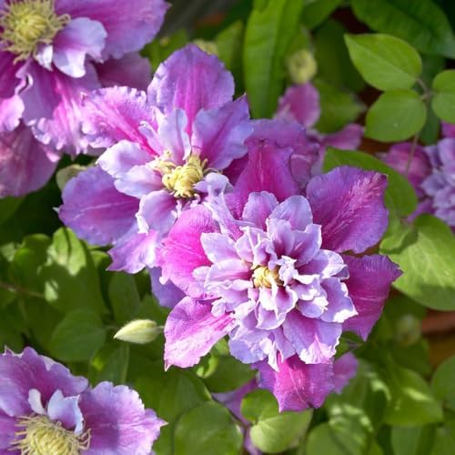 Piilu Clematis Vine - Heaviest Blooming Clematis - 2.5" Pot - Little Duckling by Hirt%27s+Gardens