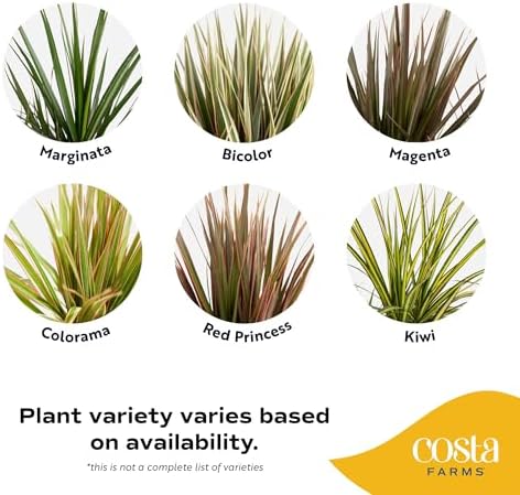 Costa Farms Dracaena Marginata Magenta Madagascar Dragon Tree Live Indoor Plant, 3 to 4-Feet Tall, Potted in Grower's Pot - Image 4