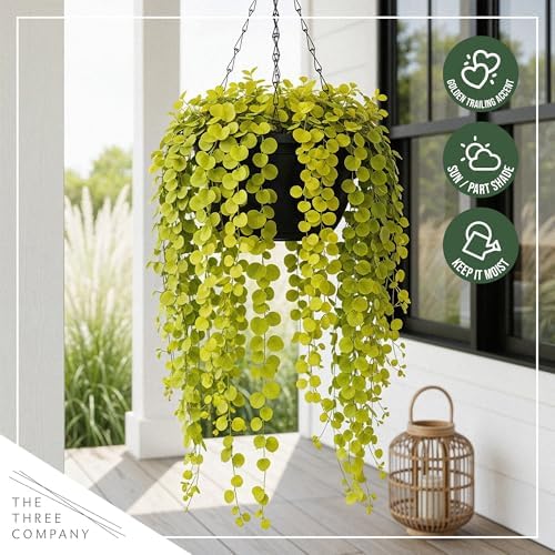Creeping Jenny (Lysimachia nummularia) (2 Pack) - Live Trailing Ground Cover Perennial, 6" Tall by 4" Wide in 1 Pt Pot - Image 7
