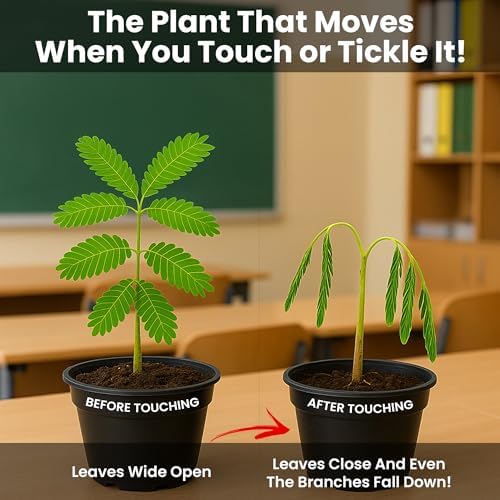 Classroom or Homeschool Science Fun Planting Party Kit – for 30 Students – Grow a Sensitive Plant that Reacts to Touch – Includes Activity Book and Seeds for Kids to Plant - Image 2
