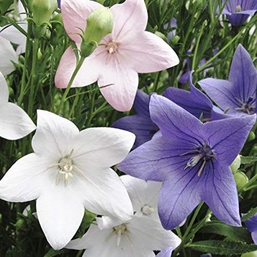 Balloonflower Mix 150 Seeds, Blue Pink White Perennial Flowers - Image 6