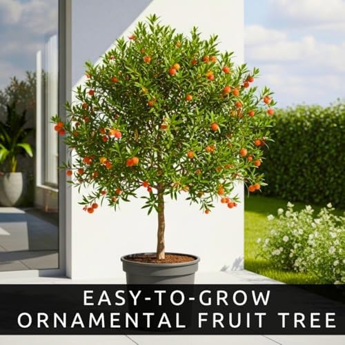 30 Strawberry Tree Seeds | Arbutus Unedo Evergreen Tree Seeds - Image 3