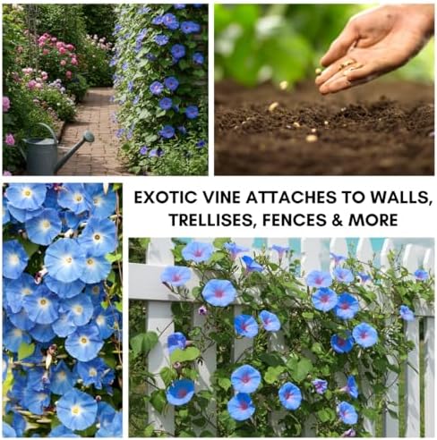 Blue Morning Glory Climbing Vine | 100 Seeds to Plant | Beautiful Flowering Vine - Image 3