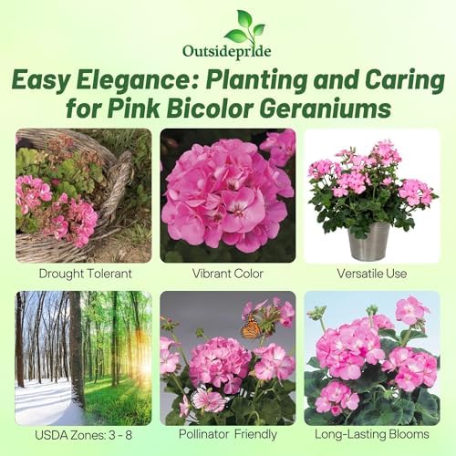 Outsidepride Pink Bicolor Geranium Seeds for Planting - 25 Pcs Annual, Heat & Drought Tolerant Flower Seeds with Green Foliage & Pink Blooms for Pots, Borders & Lush Summer Garden Displays - Image 2