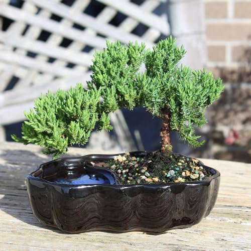 Brussel's Bonsai - Small Juniper Live Bonsai Tree, Potted Outdoor Plant - Image 6
