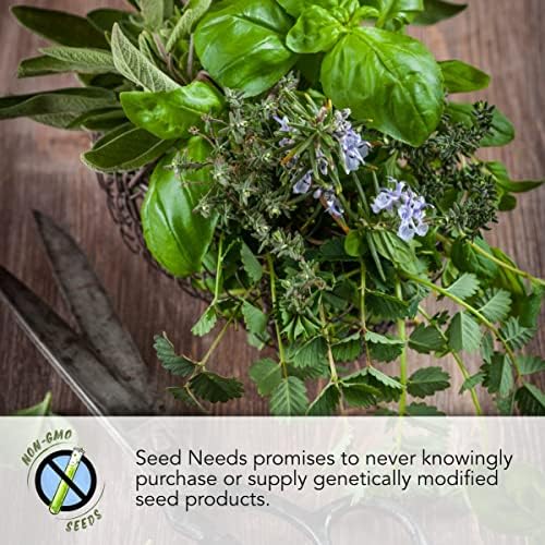 Seed Needs Vera Lavender Seeds to Plant an Herb Garden - 1 Pack - Image 3