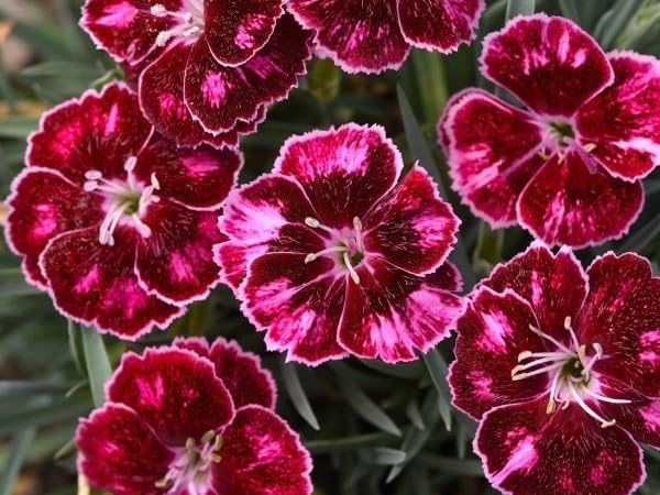 Greenwood Nursery: Live Perennial Plants - Mountain Frost Ruby Glitter + Dianthus Hybrida - [Qty: 5X Pint Pots] - (Click for Other Available Plants/Quantities) by GreenwoodNursery