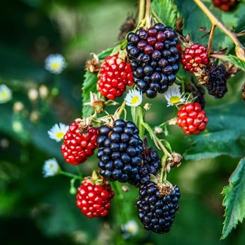 Blackberry Plant Collection (4 Pack) Live Fruit Plants for Planting | 4 Different Varieties for a Continuous Harvest | Thornless & Thorny Mix| Large, Sweet & Juicy Berries |Perfect for Organic Gardens - Image 3