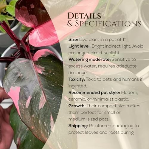Philodendron Pink Princess (4 Pack) Live Starter Plug Plants, Variegated Indoor Houseplants, Easy Care Tropical Plants Live, Pink Foliage Houseplants - Image 3