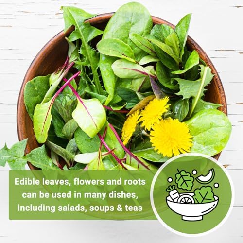 Sow Right Seeds- Common Dandelion Seed for Planting Outdoor Herb Garden 4pk - Image 6