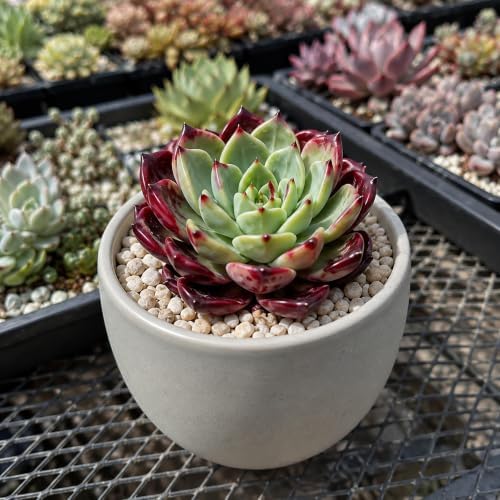 Echeveria 'Midnight Beauty' Bare Root Succulent Live Plant for Collectors - Image 2