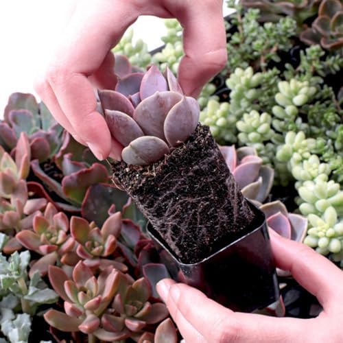 Mountain Crest Gardens Ultimate Succulent Variety Pack - 12 Unique Live Plants, Many Types, Rooted in 2 inch Pots - Indoor/Outdoor Real Succulents for Garden Decor, Favors, DIY Arrangements - Image 3