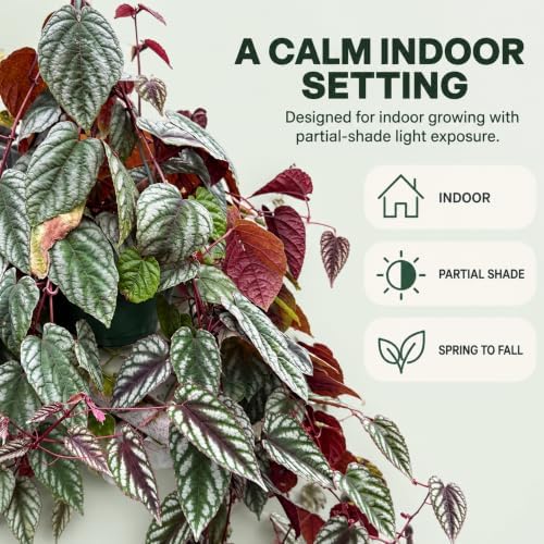 Cissus Discolor Live Plant - Rare Rex Begonia Vine Starter - Image 4