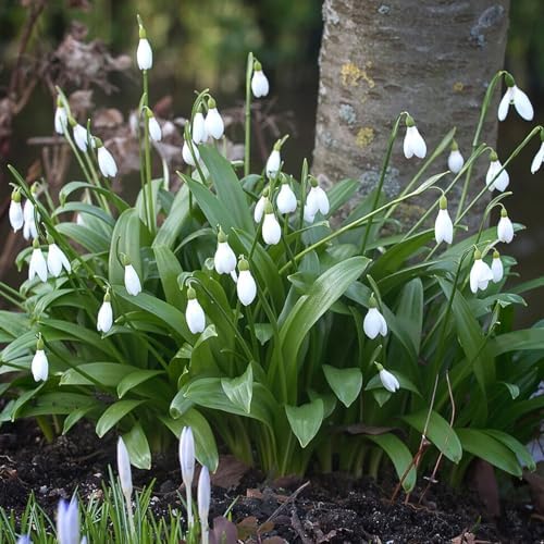 Garden State Bulb White Single Snowdrops Galanthus Flower Bulbs, 7/+cm, Fall Planting (Bag of 100) - Image 7