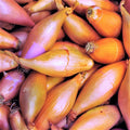 TomorrowSeeds - Monique French Shallot Sets (Bulbs) - 1/2 Pound - for 2025 Planting Seeds Semi-Long F1 Echalote Banana Ulle Mooseer Red Onion Set Scallion Vegetable Grow Your Own by TomorrowSeeds