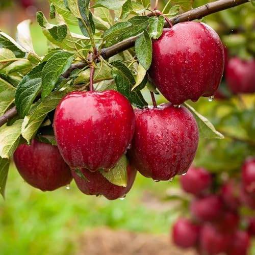 Mix Dwarf Bonsai Fruit Tree Seeds for Planting, 40+ Lemon Tree Seeds 40+ Cherry Tree 40+ Orange 40+ Apple 20+ Blueberry, Organic Fruit Seeds, 5 Variety Individual Packs - Image 5