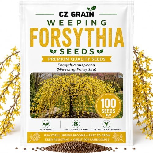 Weeping Forsythia Seeds for Planting, Ornamental Shrub, 100 Premium Seeds by CZGrain