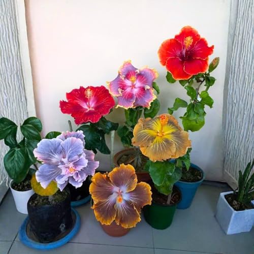 3 Mixed Hardy Hibiscus Plants Live, Flowering Shrub, 4-7 Inch Tall - Image 6