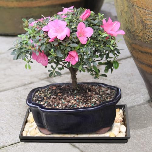 Brussel's Bonsai - Medium Satsuki Azalea Live Bonsai Tree, Potted Outdoor Plant - Image 6